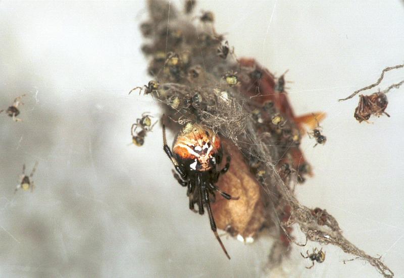 Parasteatoda_lunata_F2130_Z_90_Les Gris_Frankrijk.jpg